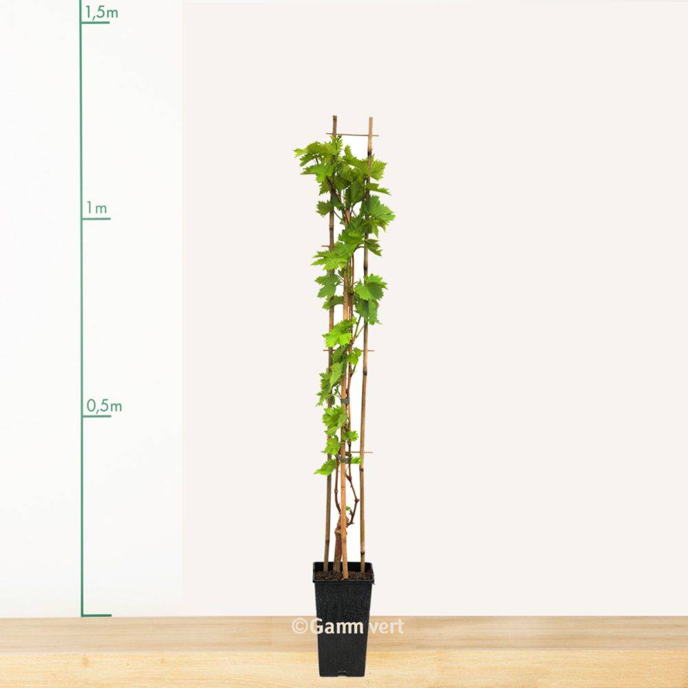 Vigne 'Chasselas doré' - Image 1