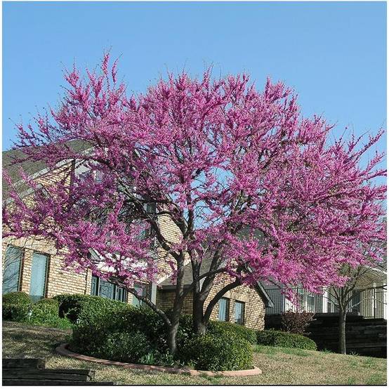 Arbre de Judée Pink Pom Pom - Cercis
