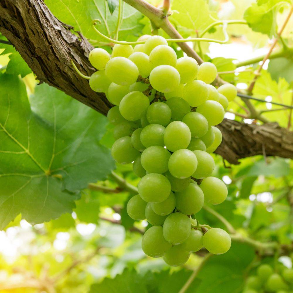 Vigne 'Italia' - Image 2