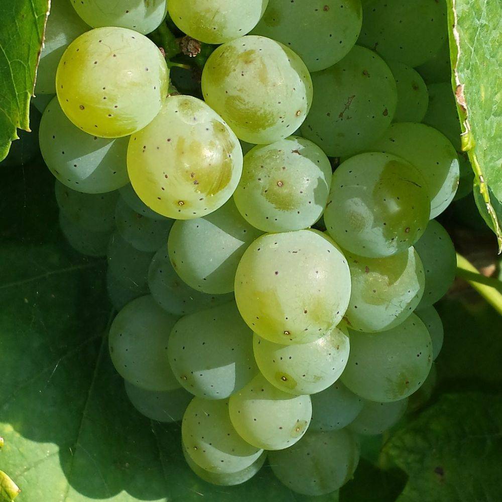 Vigne 'Italia' - Image 1