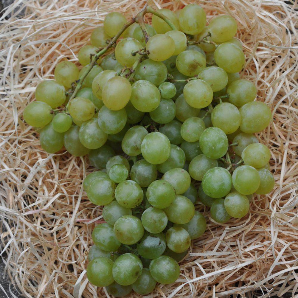 Vigne 'Italia' - Image 3