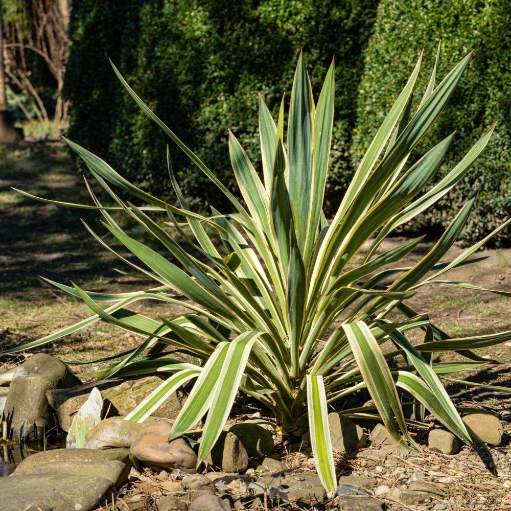 Yucca gloriosa Variegata - Image 3