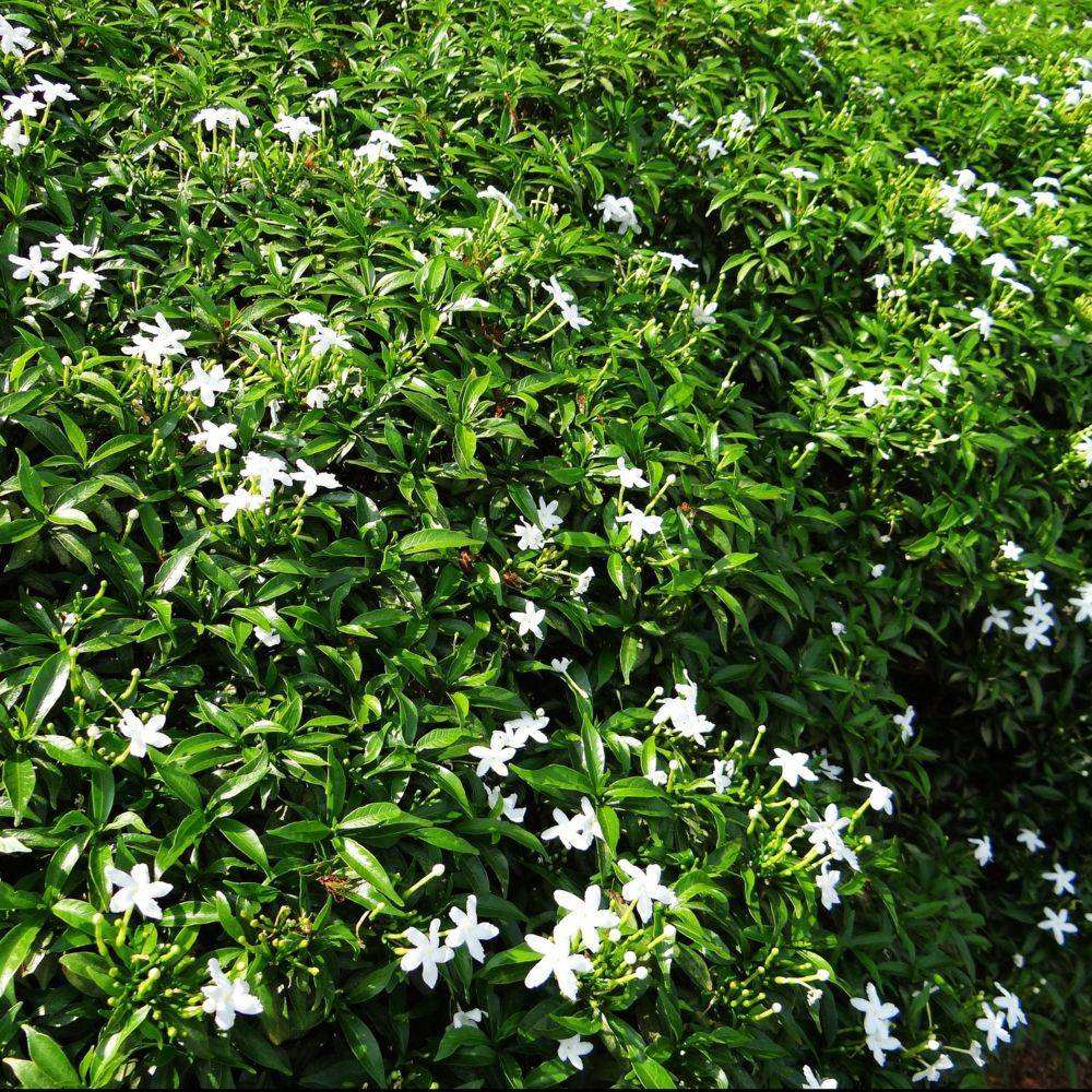 Jasmin persistant - Image 1