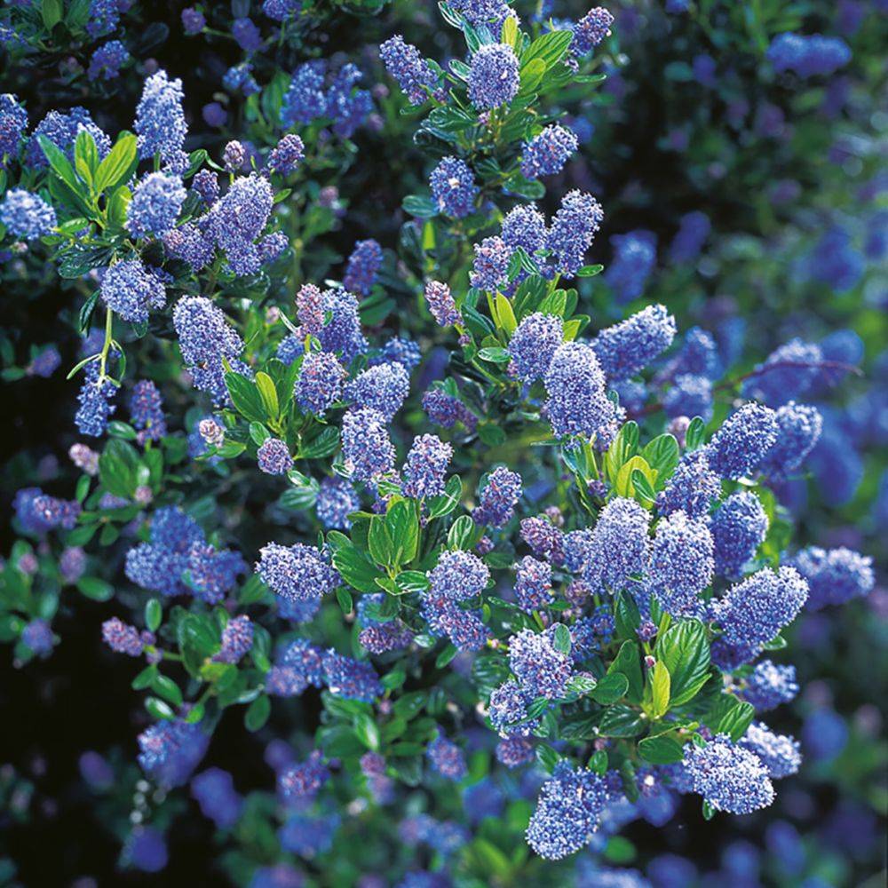 Céanothe 'Victoria'