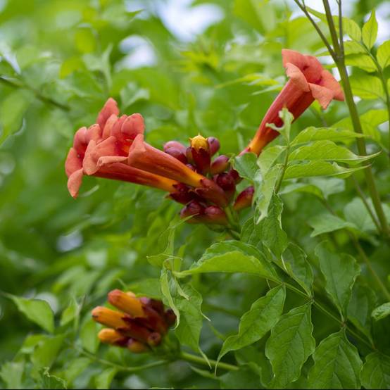 Bignone radicans - Image 1