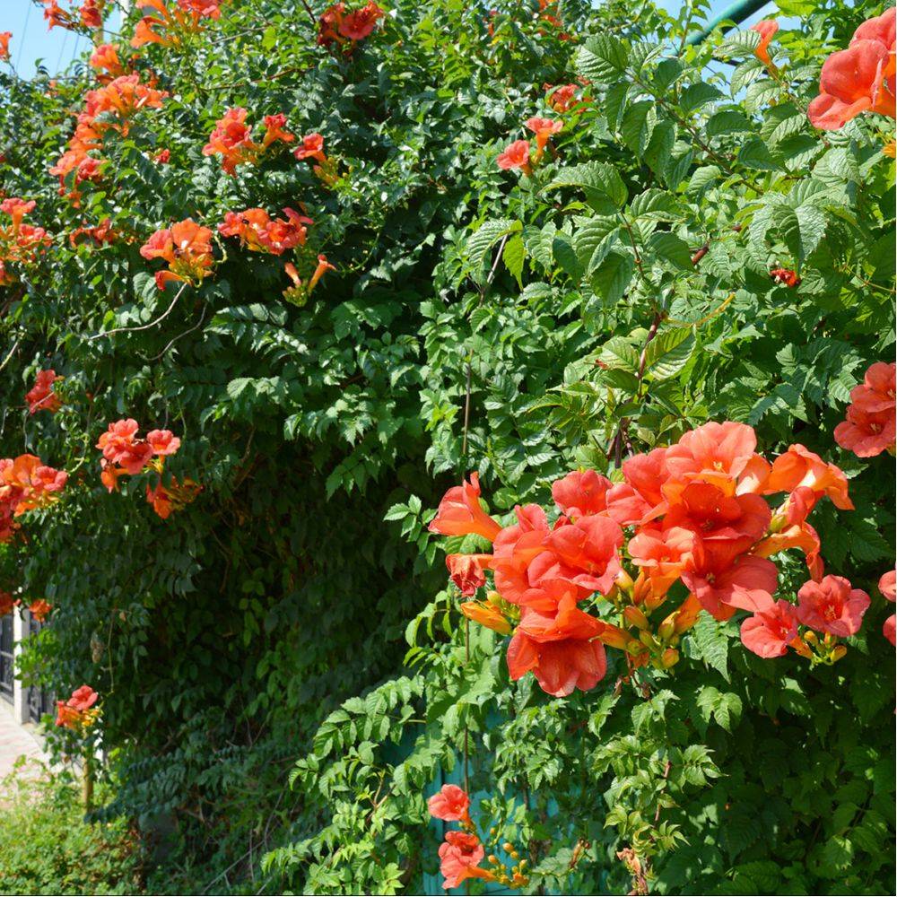 Bignone radicans - Imagen 2