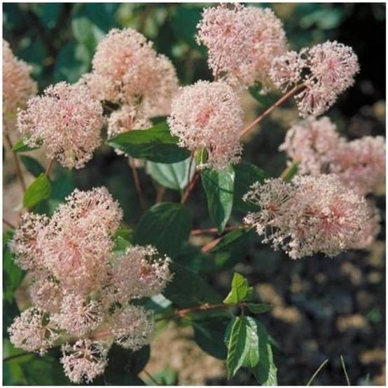 Céanothe 'Marie Simon'