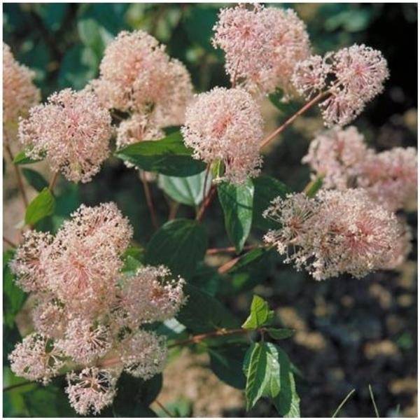 Céanothe 'Marie Simon'