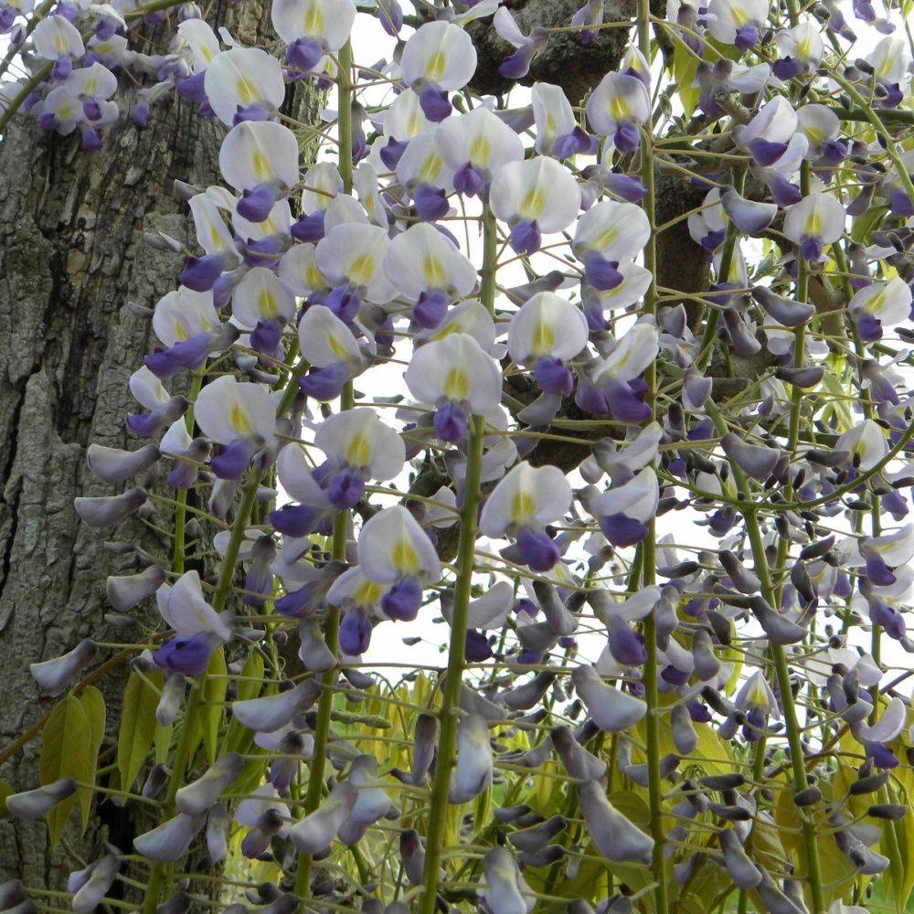 Glycine du Japon 'Macrobotrys' - Imagen 3