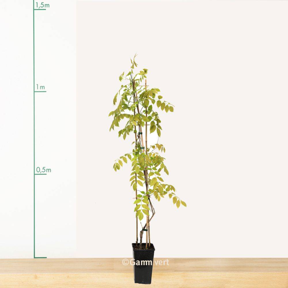 Glycine du Japon 'Macrobotrys'