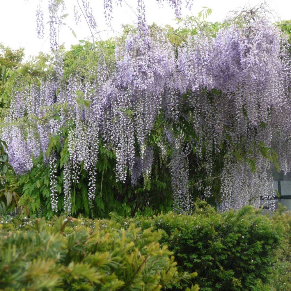 Glycine du Japon 'Macrobotrys' - Imagen 2