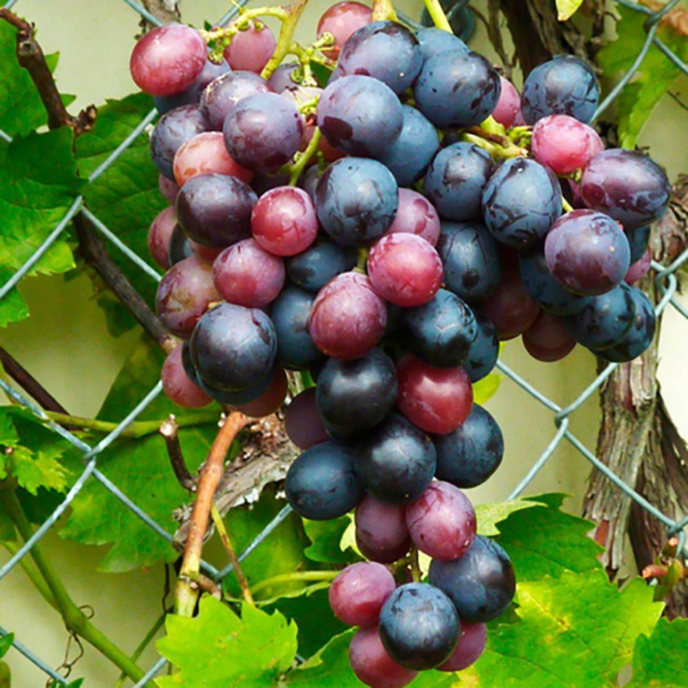 Vigne Muscat bleu zpd3