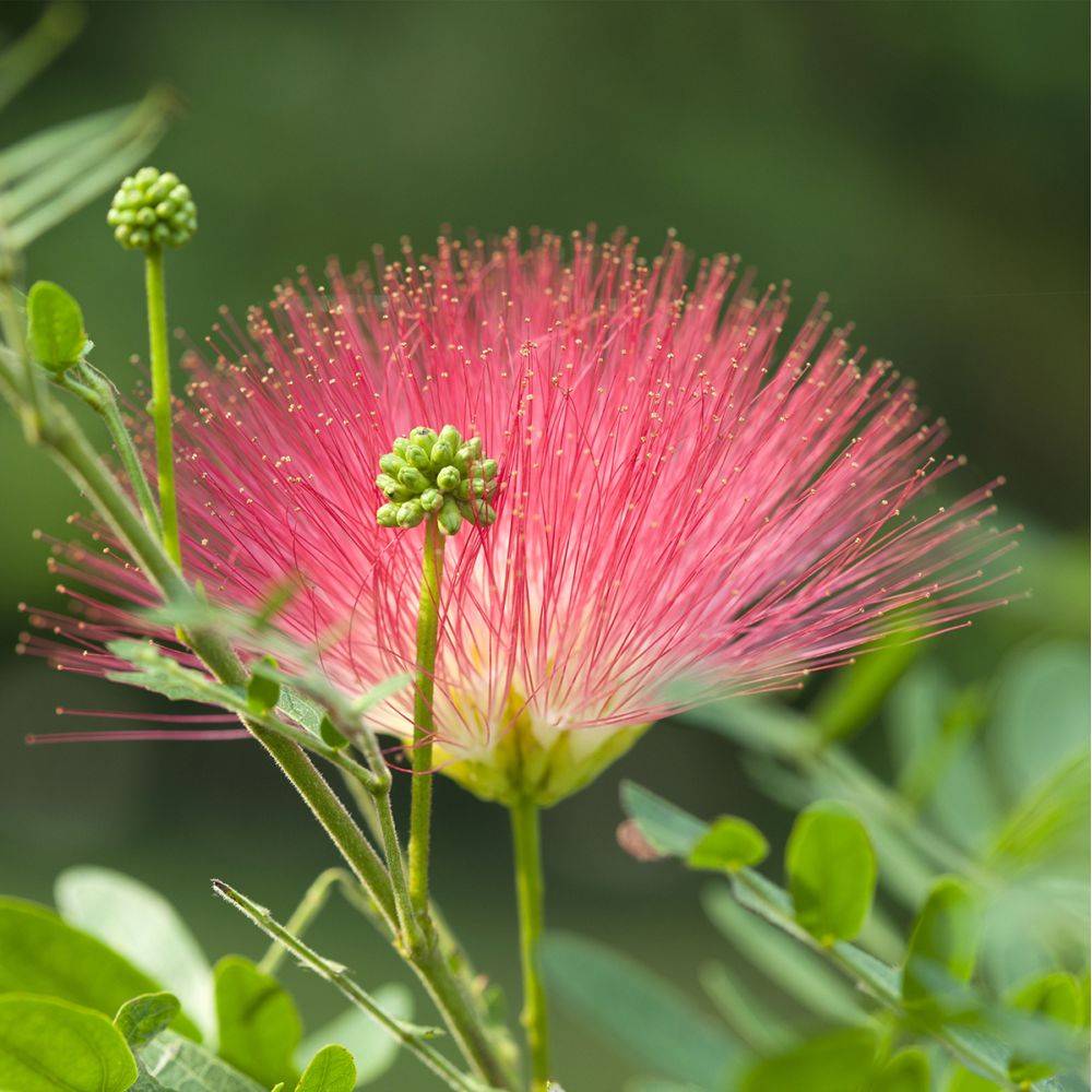 Calliandra Dixie Pink