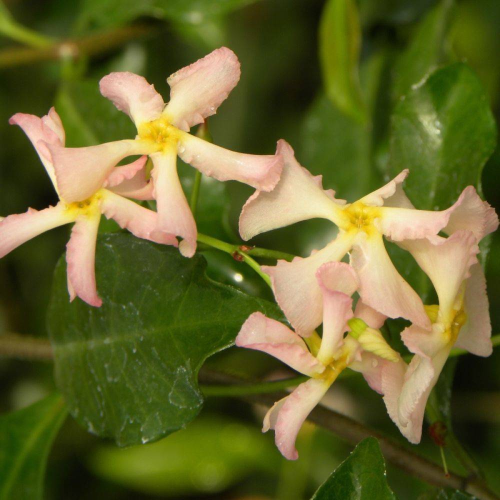 Jasmin étoilé Pink Showers® - Trachelospermum rose - Image 2