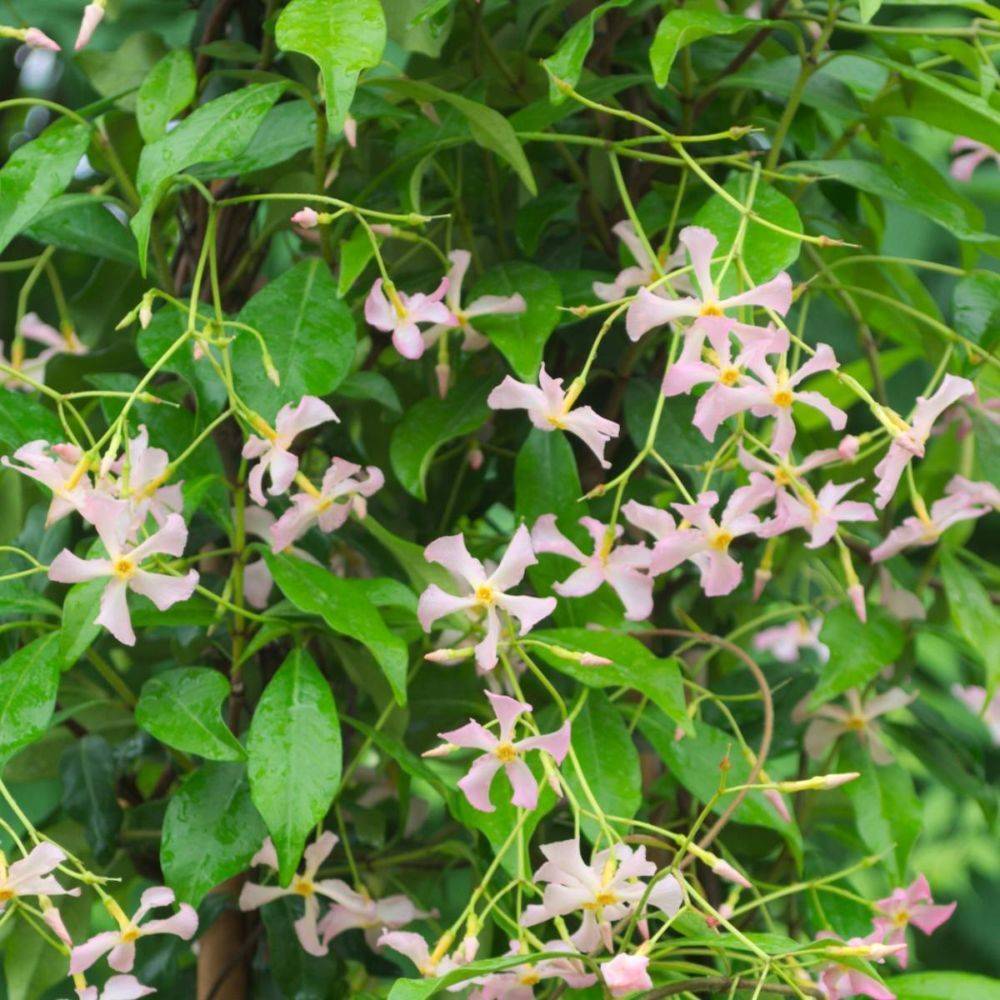 Jasmin étoilé Pink Showers® - Trachelospermum rose