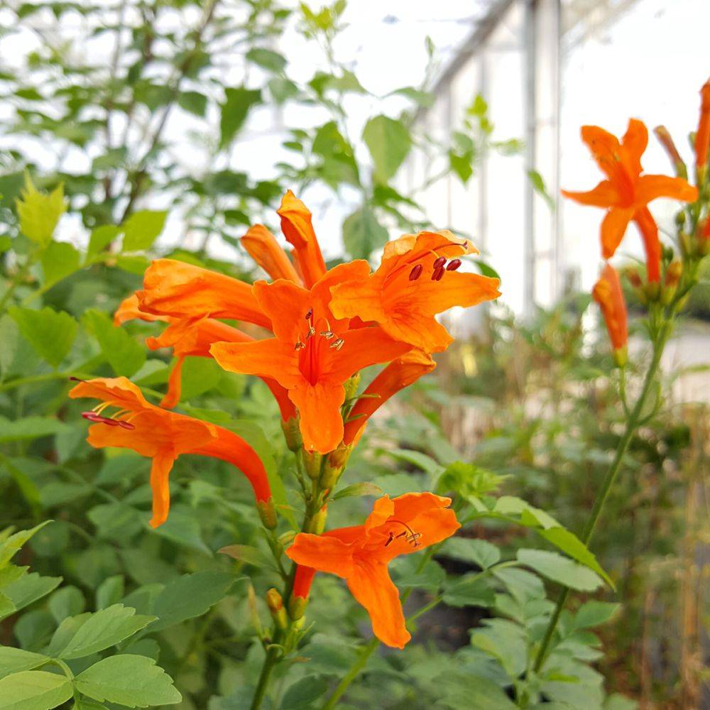 Tecomaria capensis