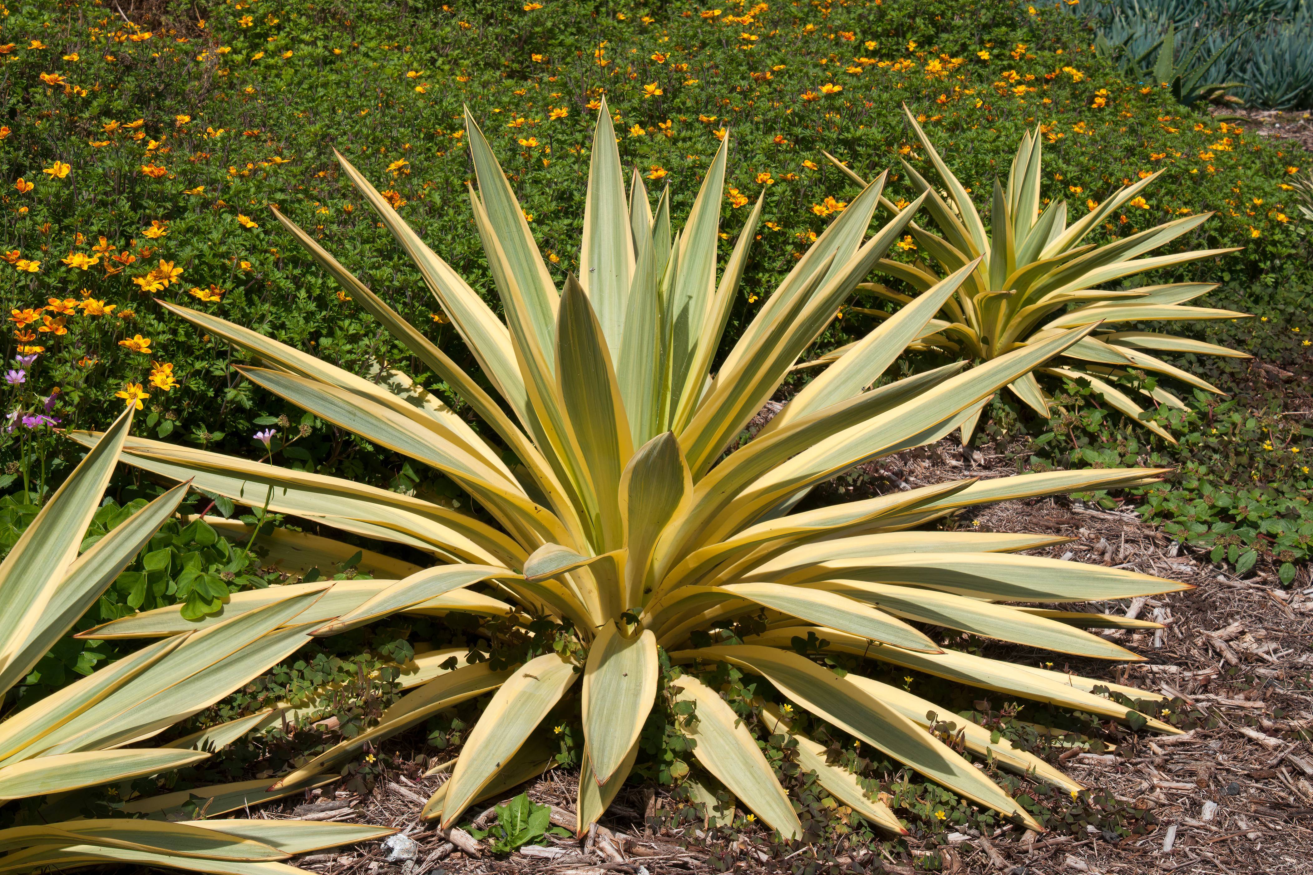 Yucca Citrus Twist - Image 2