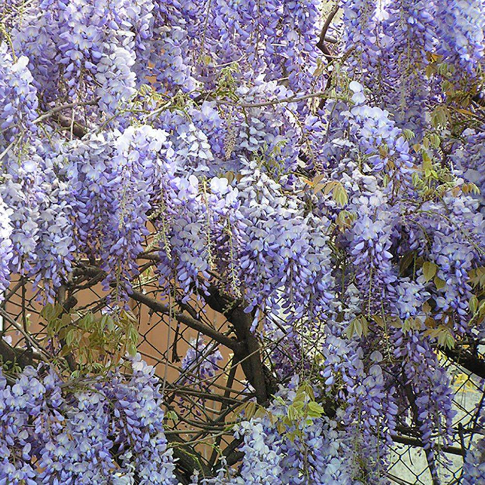 Glycine de Chine bleue