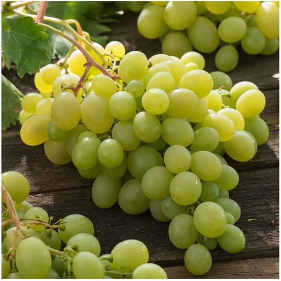 Vigne 'Italia' - Image 4
