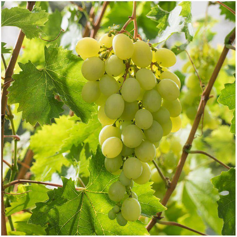 Vigne 'Italia' - Image 3