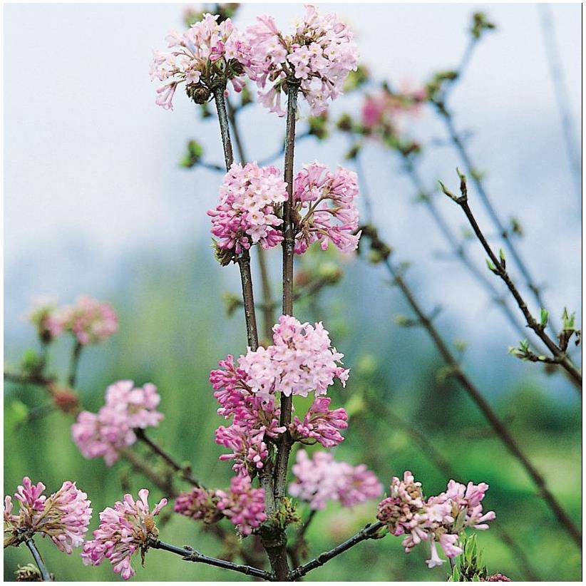 Viorne ou Viburnum x bodnantense 'Dawn'