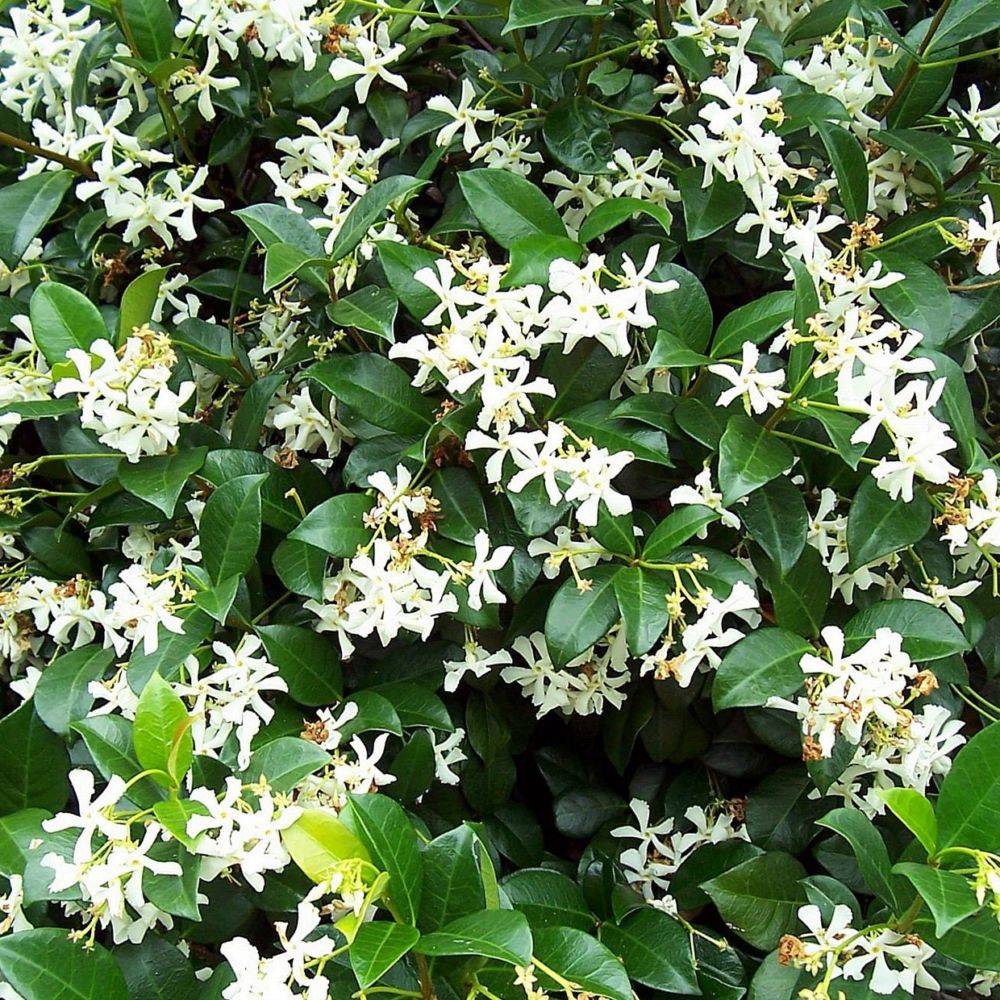 Jasmin étoilé - Trachelospermum - Imagen 4