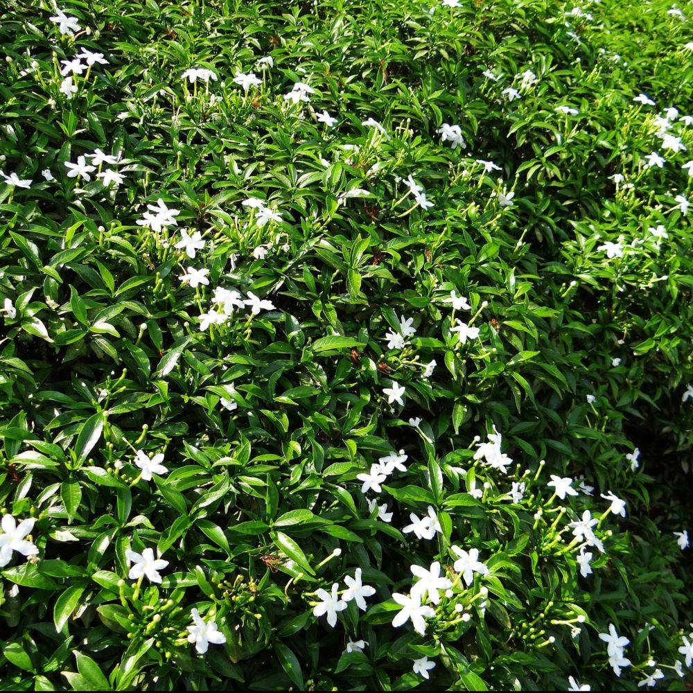 Jasmin étoilé - Trachelospermum - Imagen 6