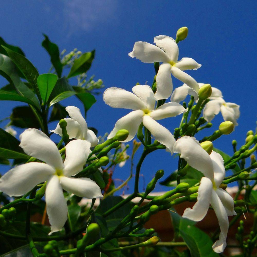 Jasmin étoilé - Trachelospermum - Imagen 1