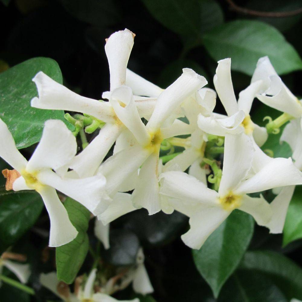 Jasmin étoilé - Trachelospermum - Imagen 3