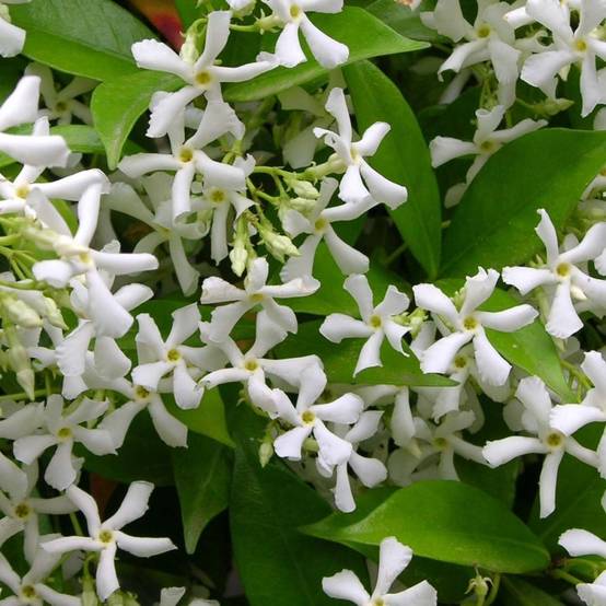 Jasmin étoilé - Trachelospermum - Image 5