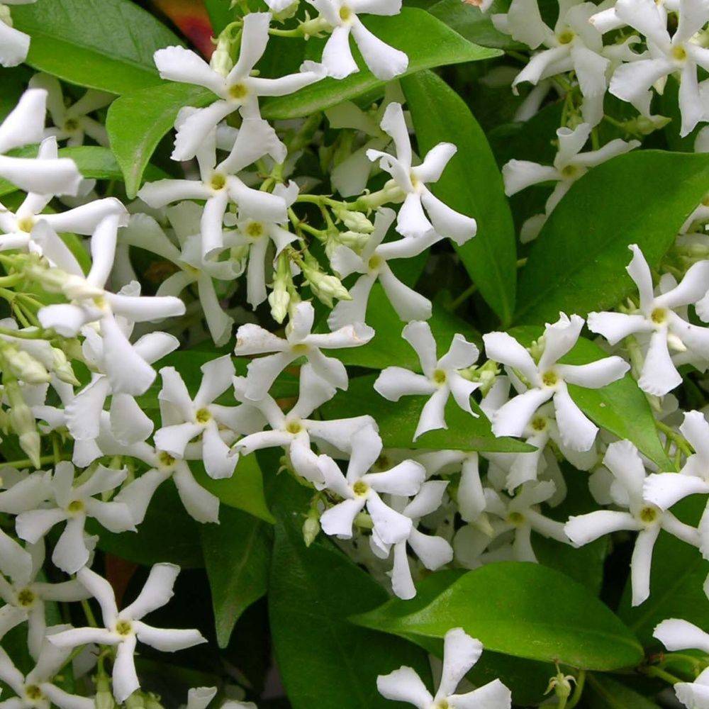 Jasmin étoilé - Trachelospermum - Imagen 5