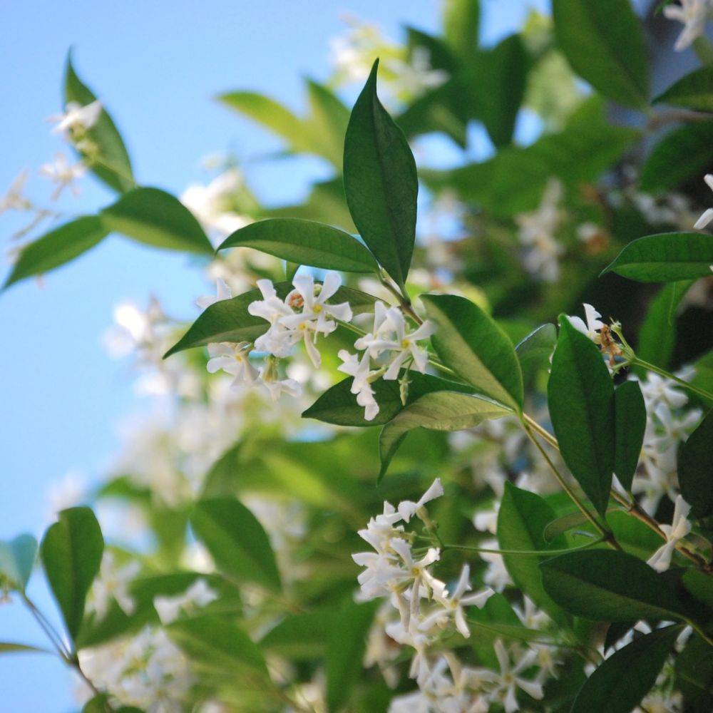 Jasmin étoilé - Trachelospermum - Imagen 2