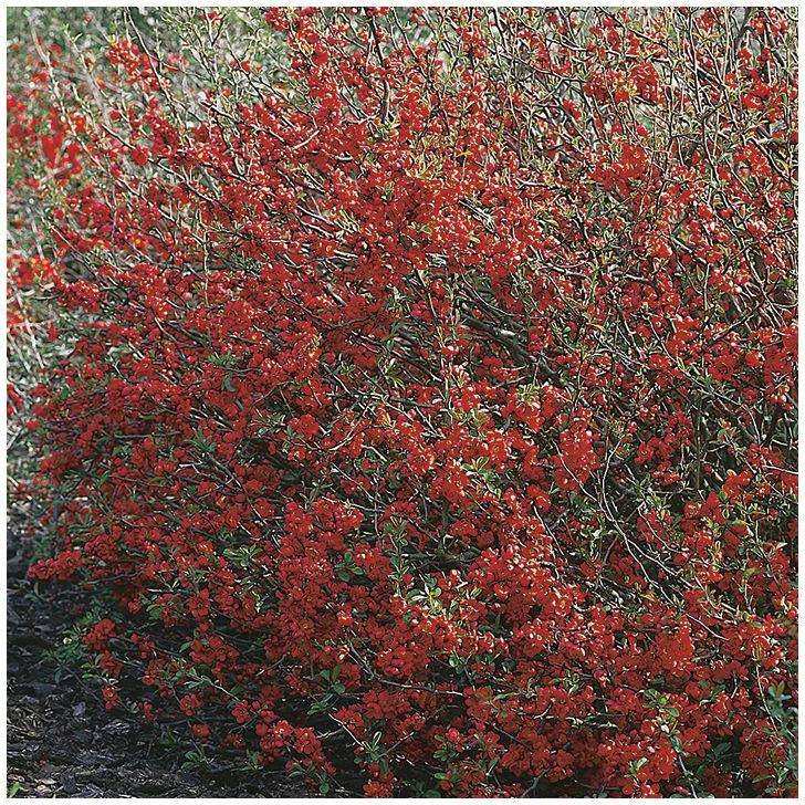 Cognassier du Japon Red Joy