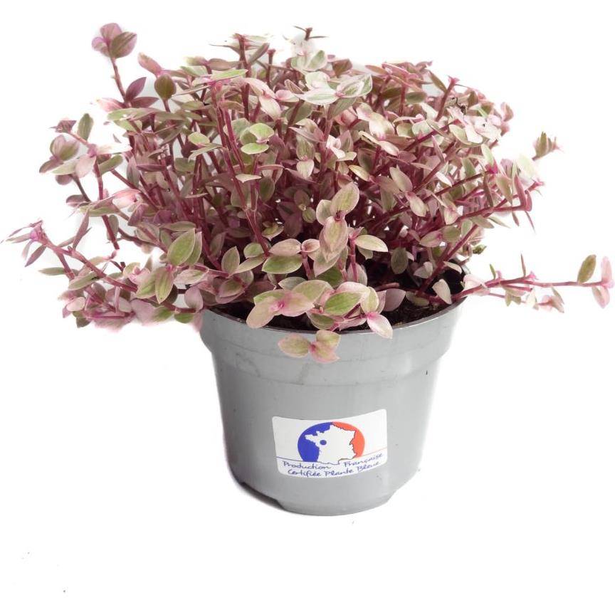 Tradescantia callisia rosea