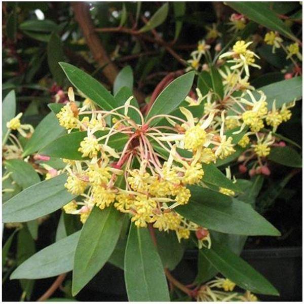 Drymis aromatica
