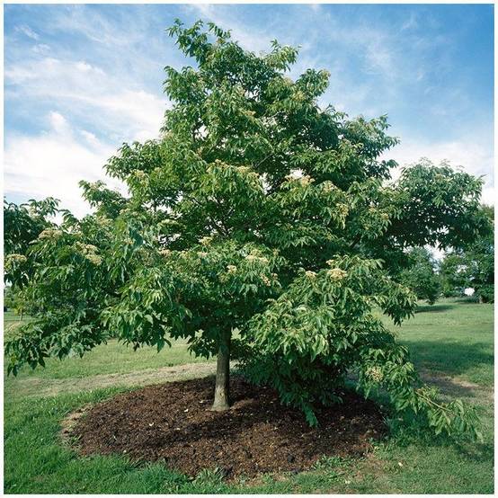 Arbre à miel - Image 1