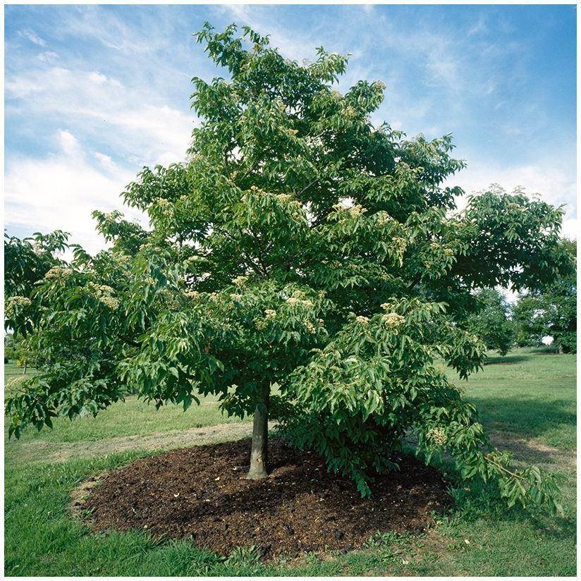 Arbre à miel