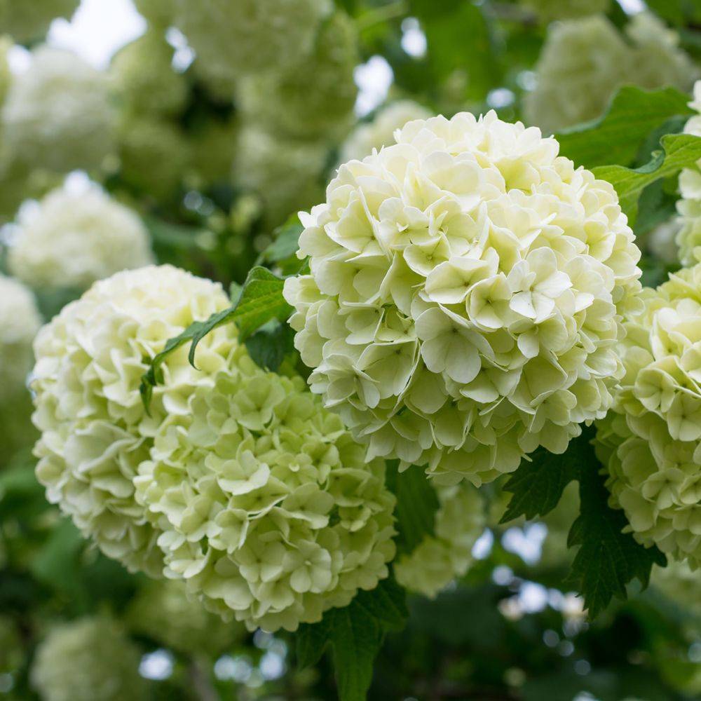 Viorne ou Viburnum Boule de neige 'Roseum'