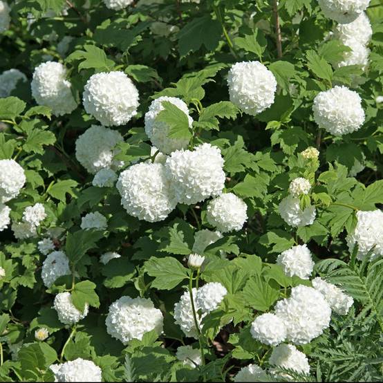 Viorne ou Viburnum Boule de neige 'Roseum' - Image 2