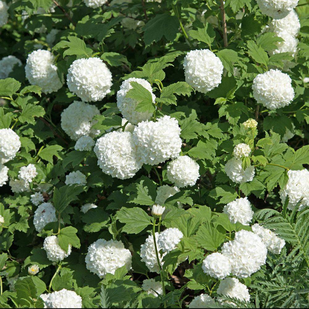 Viorne ou Viburnum Boule de neige 'Roseum' - Image 2