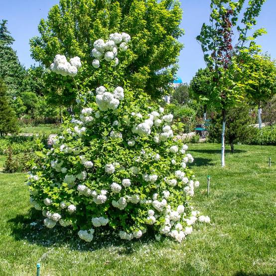 Viorne ou Viburnum Boule de neige 'Roseum' - Image 6