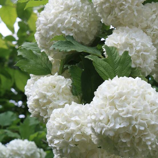 Viorne ou Viburnum Boule de neige 'Roseum' - Image 5