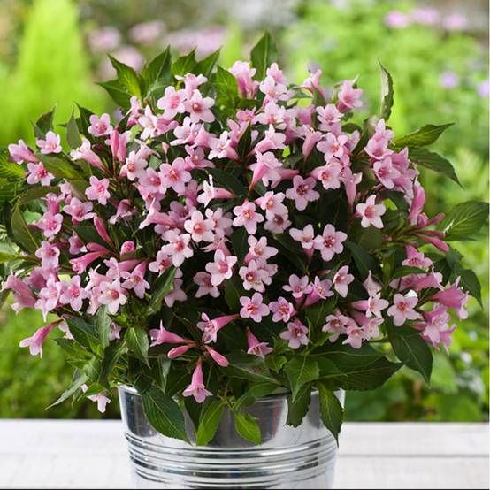 Weigelia Pink poppet - Image 2