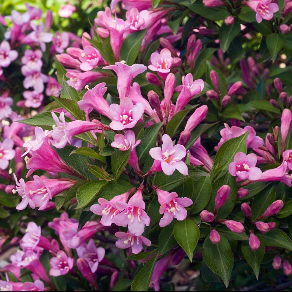 Weigelia Pink poppet - Image 1
