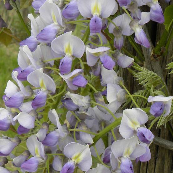 Glycine de Chine 'Caroline'