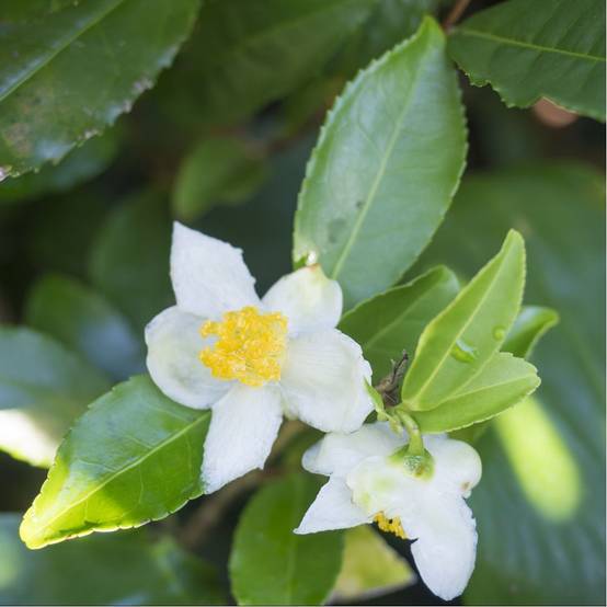 Théier - Camélia sinensis