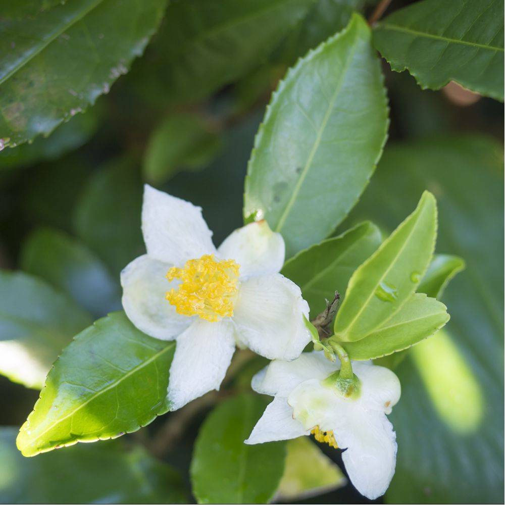 Théier - Camélia sinensis