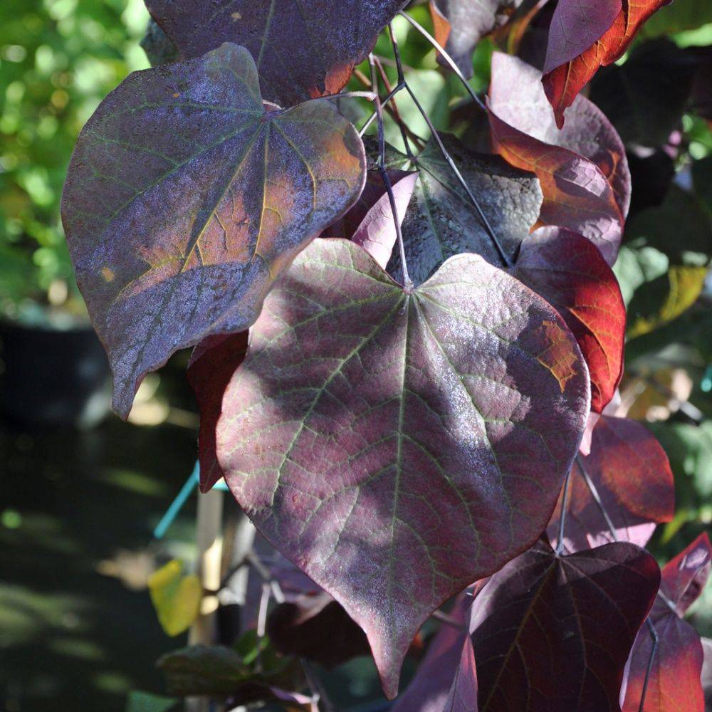 Arbre de Judée 'Forest Pansy' - Image 3