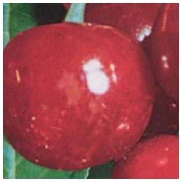 Cerisier autofertile 'Belle Magnifique' : taille en gobelet