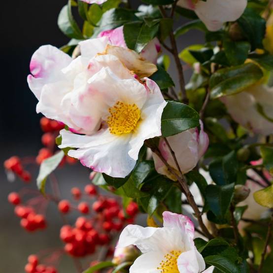 Camélia champêtre Fairy Blush - Image 1